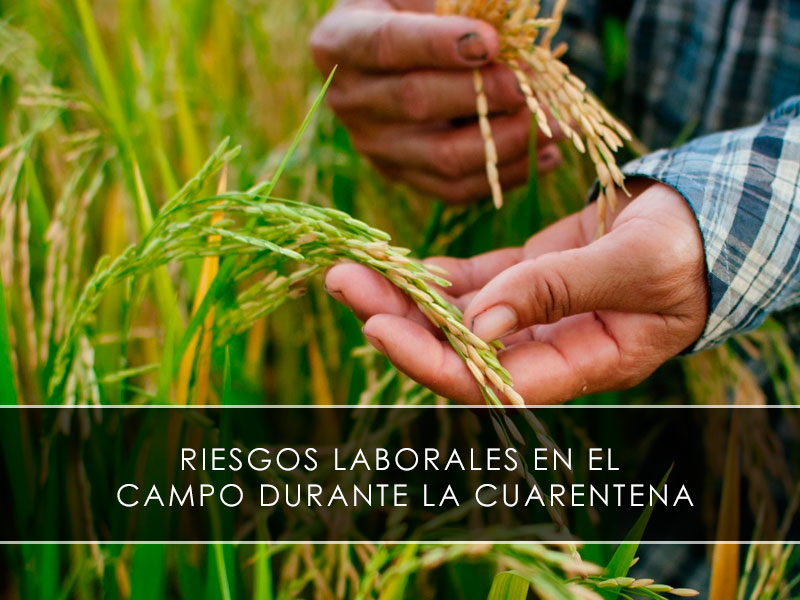 Riesgos laborales en el campo durante la cuarentena
