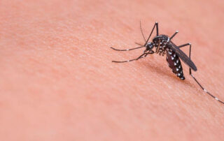 Picaduras de insectos como riesgo laboral - Novagés